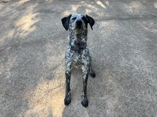 Enlarge Litty - COURTESY POST, a ADOPTABLE mixed breed in Clyde, NC image 1/5