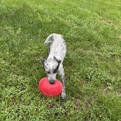 Enlarge Litty - COURTESY POST, a ADOPTABLE mixed breed in Clyde, NC image 5/5