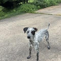Enlarge Litty - COURTESY POST, a ADOPTABLE mixed breed in Clyde, NC image 3/5