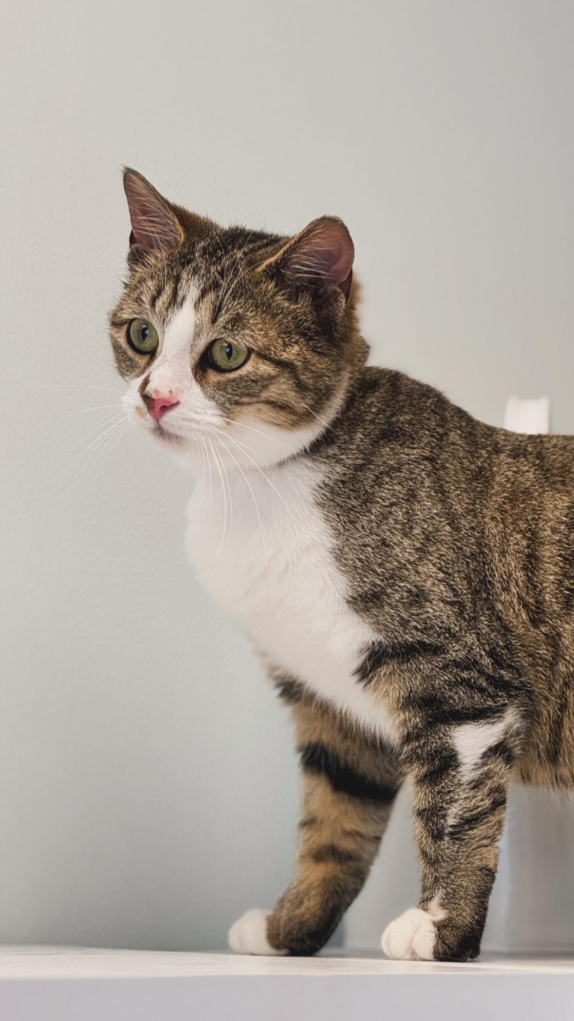 Enlarge Sally, a ADOPTABLE Domestic Short Hair in Syosset, NY image 1/1