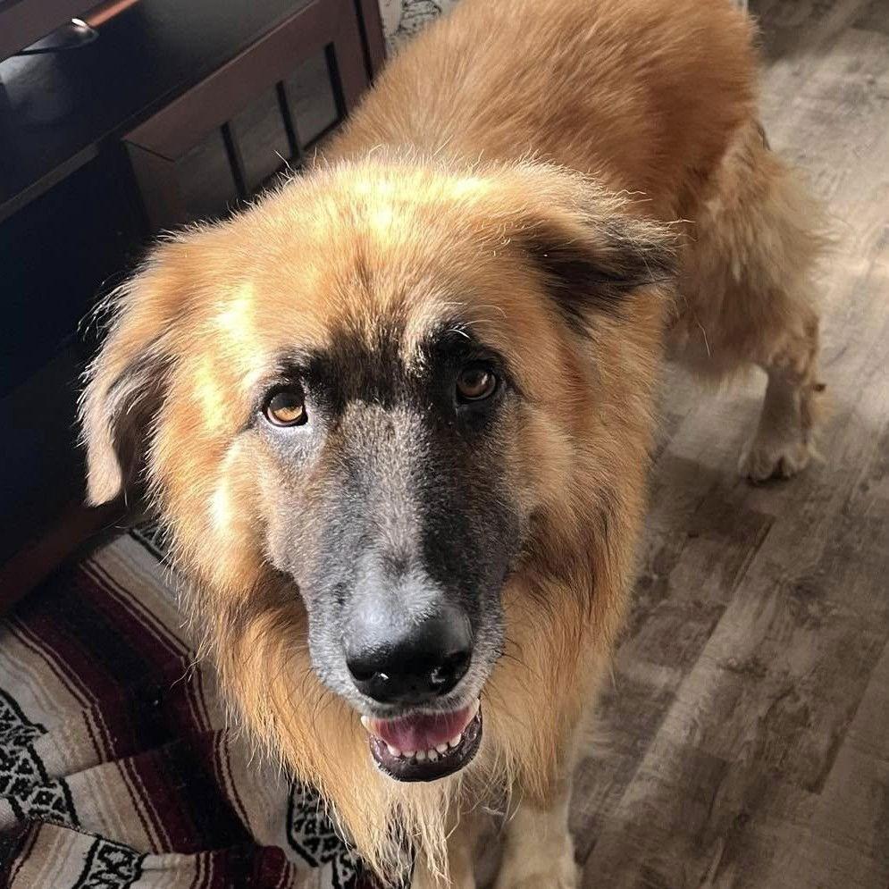 Teddy, Adopted, Adult Male Great Pyrenees & Shepherd.