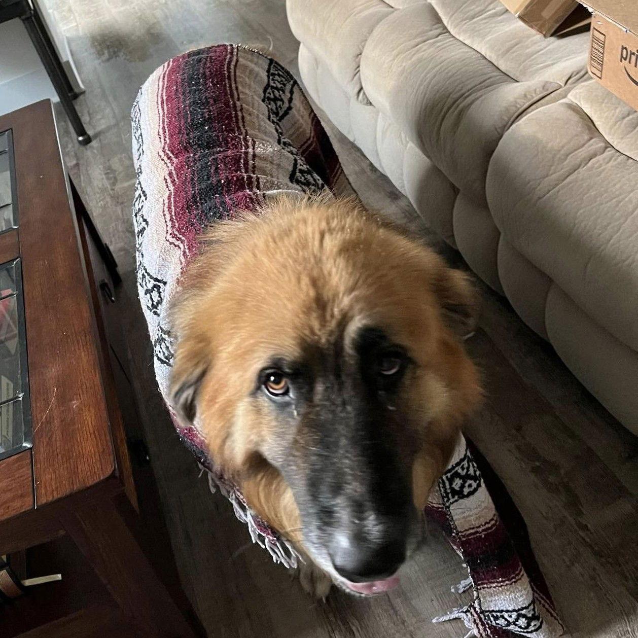 Teddy, Adoptable, Adult Male Great Pyrenees & Shepherd.