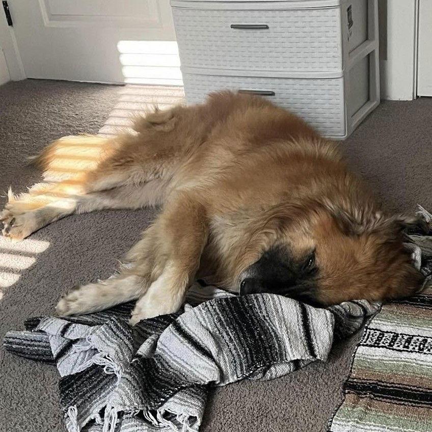 Enlarge Teddy, a Adoptable mixed breed in Locust Fork, AL image 2/3