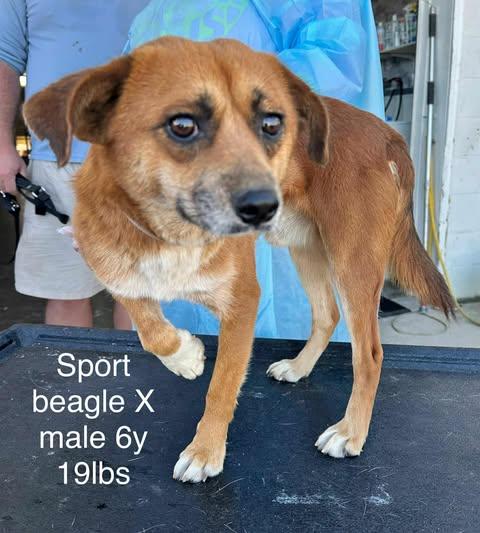 Sport *foster needed*