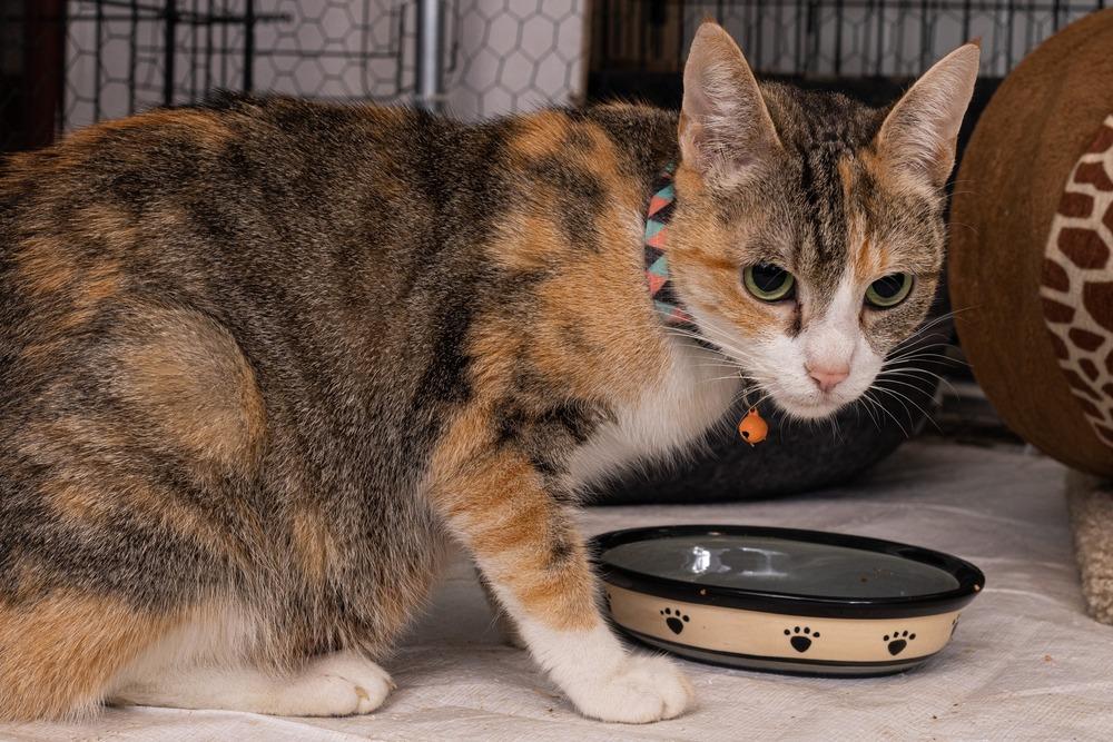 Enlarge Momma Daisy *Wants to be your one and only pet but SO sweet!* *Featured at the Petco in Ellicott City, MD*, a Adoptable Domestic Short Hair in catonsville , MD image 1/3