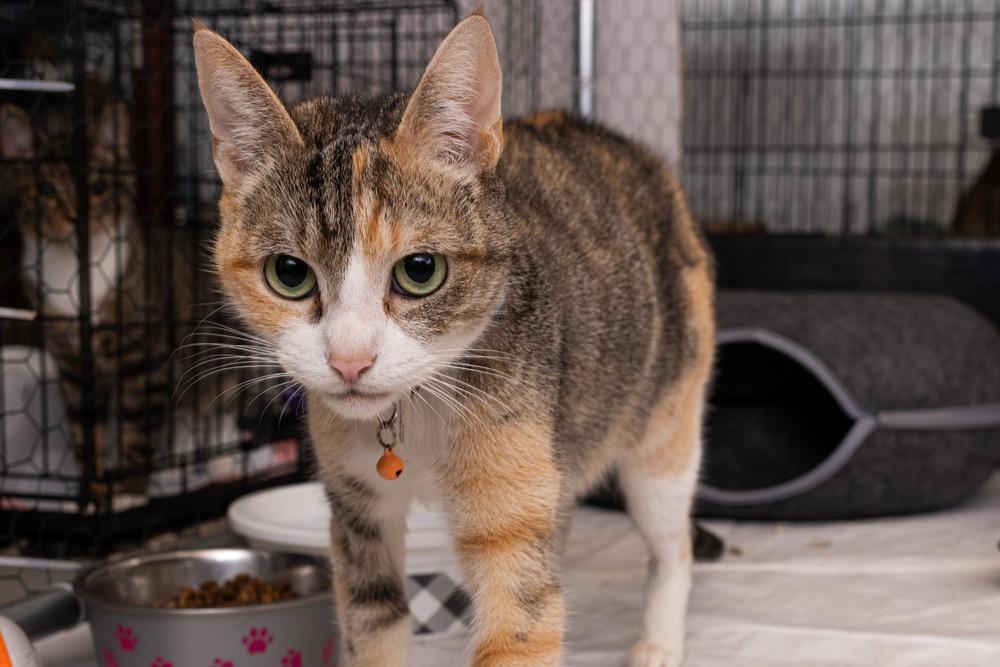 Enlarge Momma Daisy *Wants to be your one and only pet but SO sweet!* *Featured at the Petco in Ellicott City, MD*, a Adoptable Domestic Short Hair in catonsville , MD image 2/3