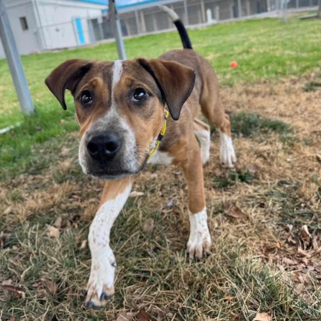 Enlarge Copper, a Adoptable Mixed Breed in Hendersonville, NC image 1/6