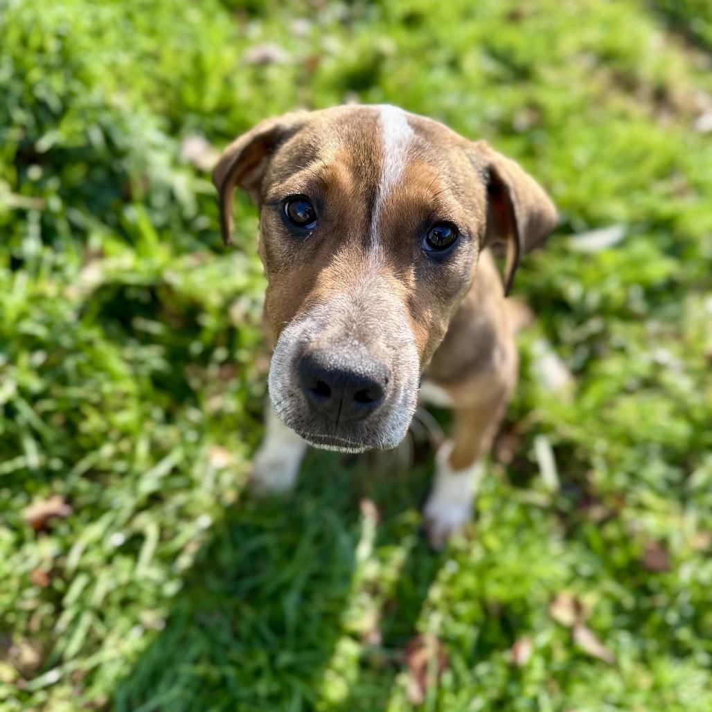 Enlarge Copper, a Adoptable Mixed Breed in Hendersonville, NC image 2/6