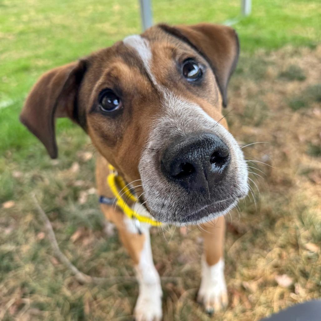 Enlarge Copper, a Adoptable Mixed Breed in Hendersonville, NC image 3/6