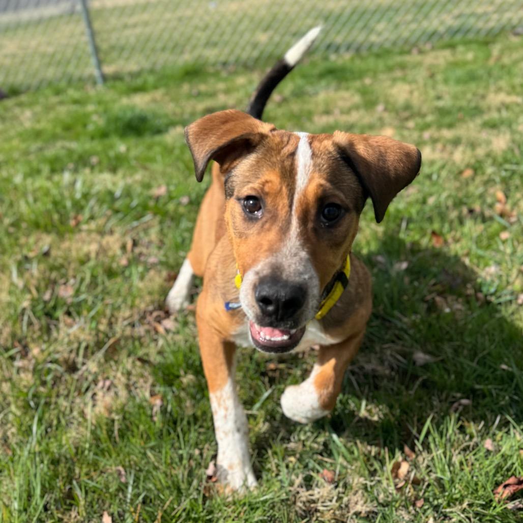 Enlarge Copper, a Adoptable Mixed Breed in Hendersonville, NC image 4/6