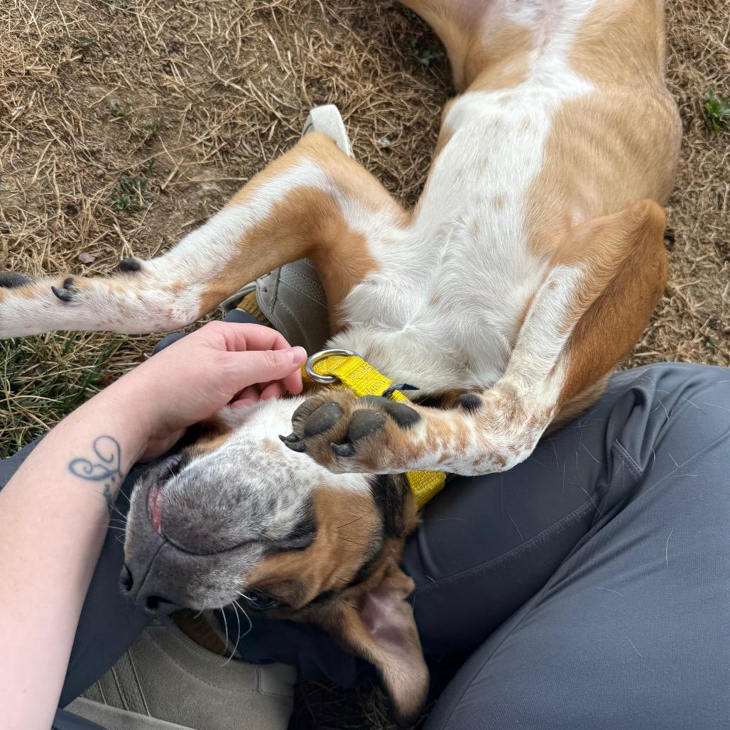 Enlarge Copper, a Adoptable Mixed Breed in Hendersonville, NC image 6/6