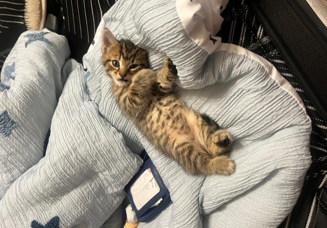 Sookie, Adoptable, Kitten Female Ocicat & Tabby.