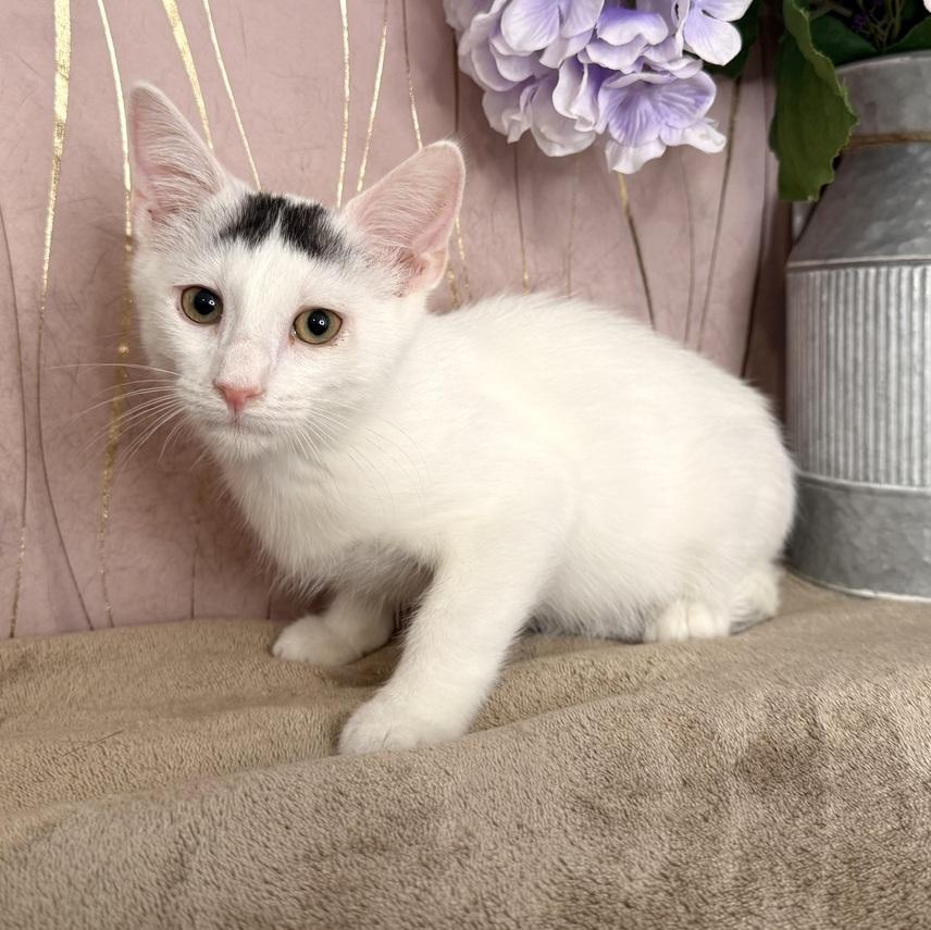 Enlarge Brew, a Adoptable Domestic Short Hair in Keene, NH image 5/6