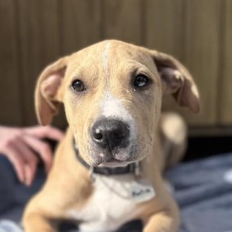 Enlarge Marlin, an adopted mixed breed in Roseburg, OR image 1/1