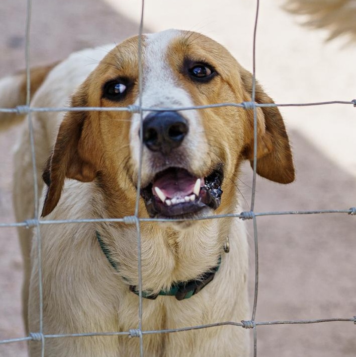 Enlarge Blake, a Adoptable mixed breed in LAMPASAS, TX image 1/3