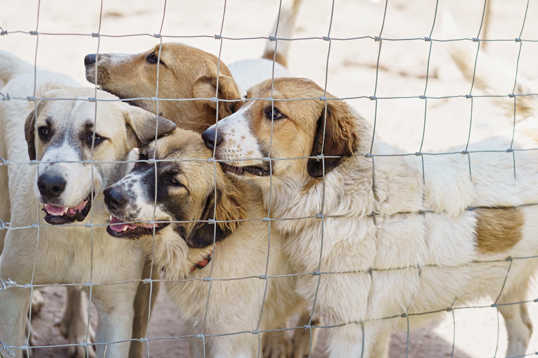 Enlarge Blake, a Adoptable mixed breed in LAMPASAS, TX image 2/3