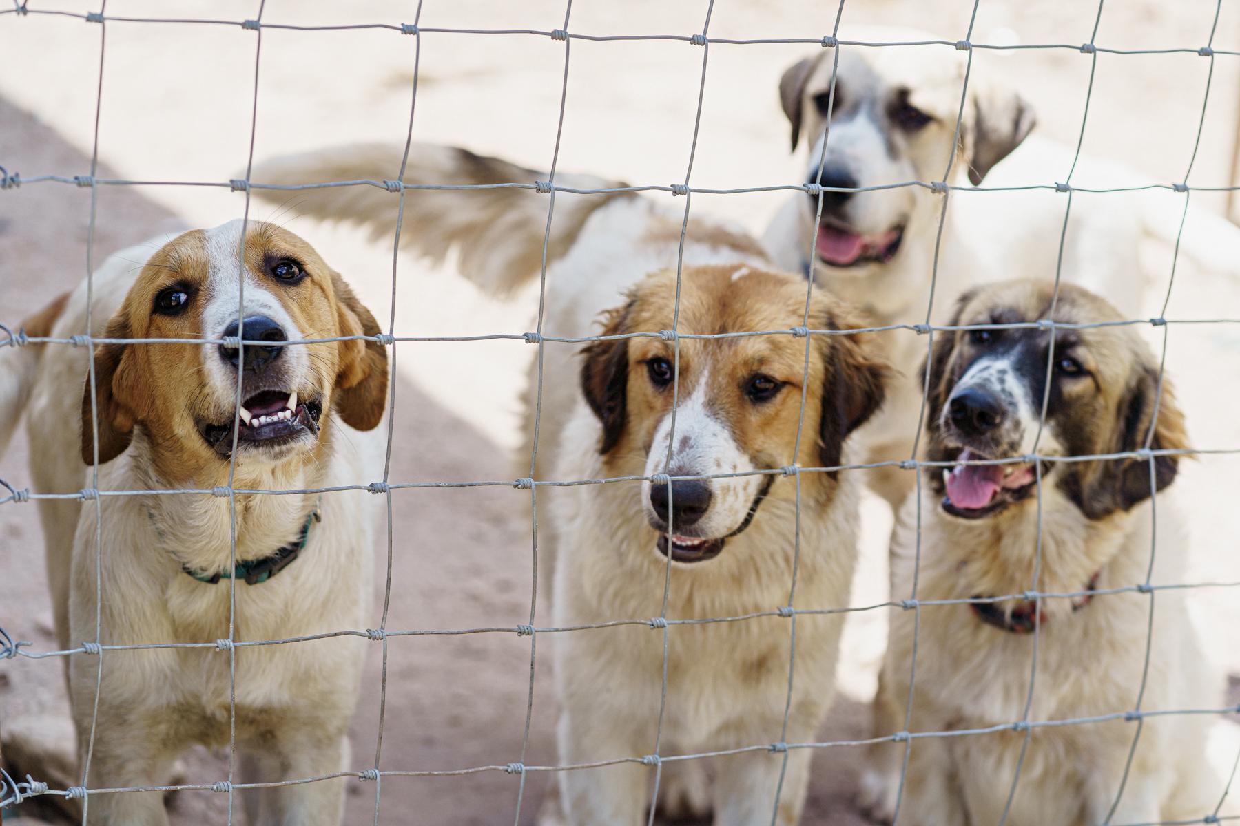 Enlarge Blake, a Adoptable mixed breed in LAMPASAS, TX image 3/3