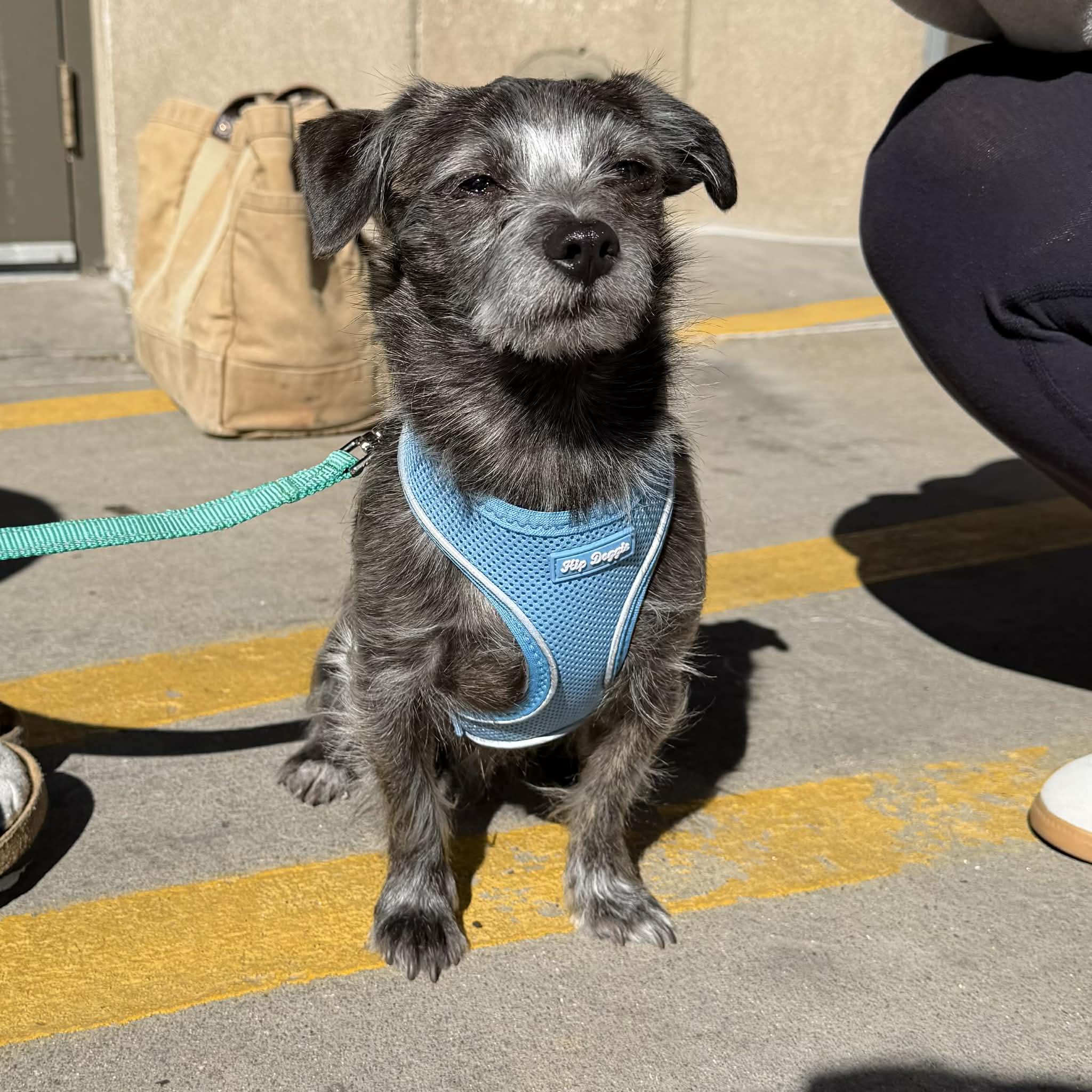 Bamboo, a ADOPTABLE mixed breed in Boulder, CO image 3/6