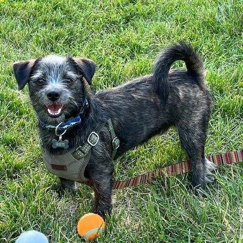 Bamboo, a ADOPTABLE mixed breed in Boulder, CO image 6/6