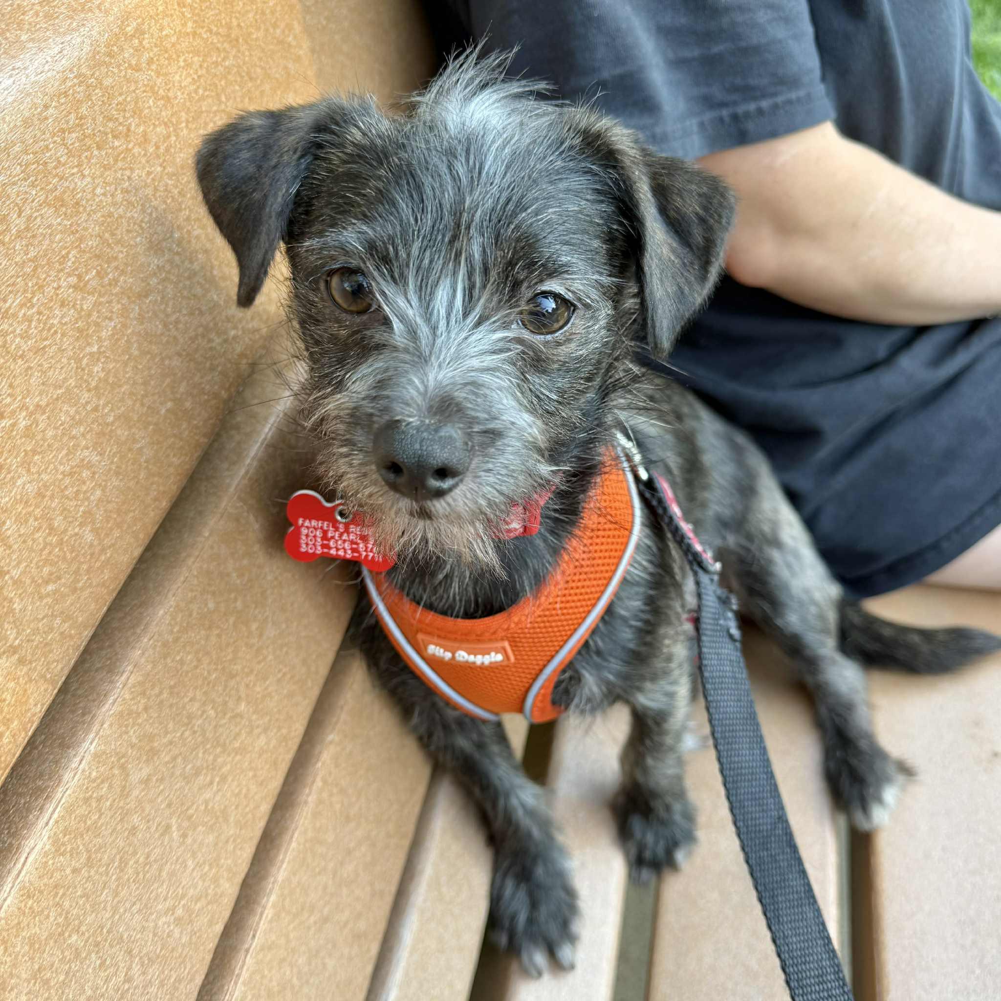 Bamboo, a ADOPTABLE mixed breed in Boulder, CO image 1/6