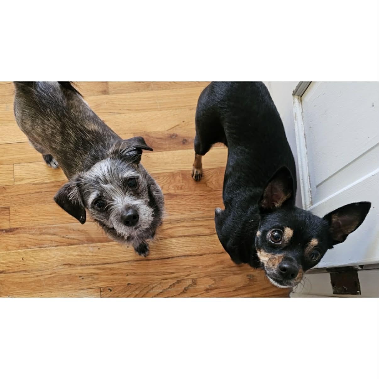 Bamboo, a ADOPTABLE mixed breed in Boulder, CO image 4/6