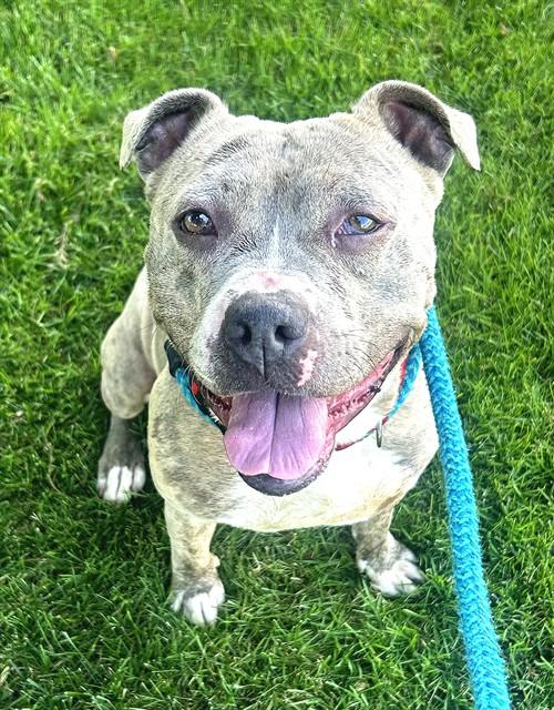 Enlarge MARLEE, a Adoptable Pit Bull Terrier in Sacramento, CA image 1/1