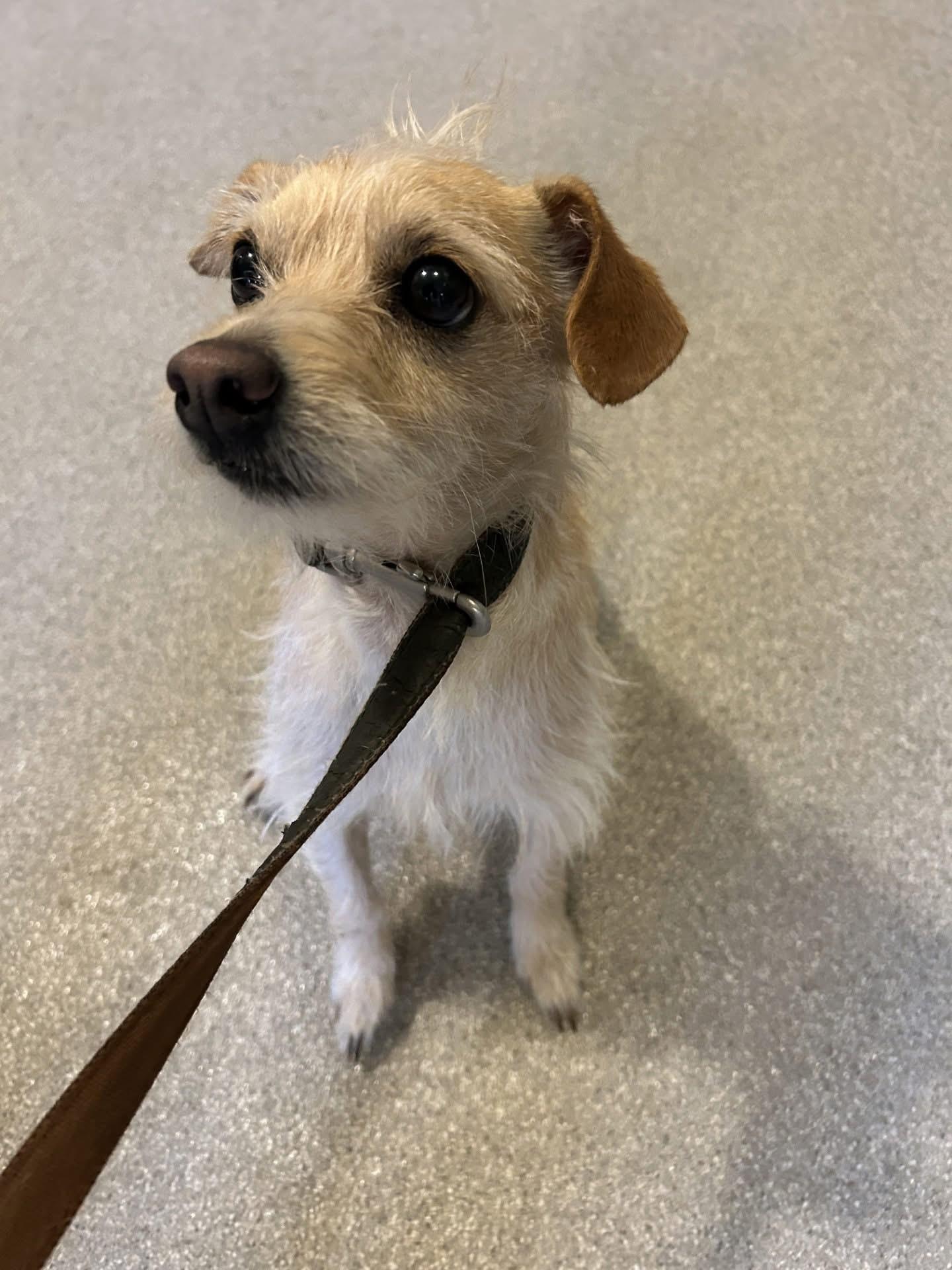 Willie, adopted, Adult Male Wirehaired Terrier.