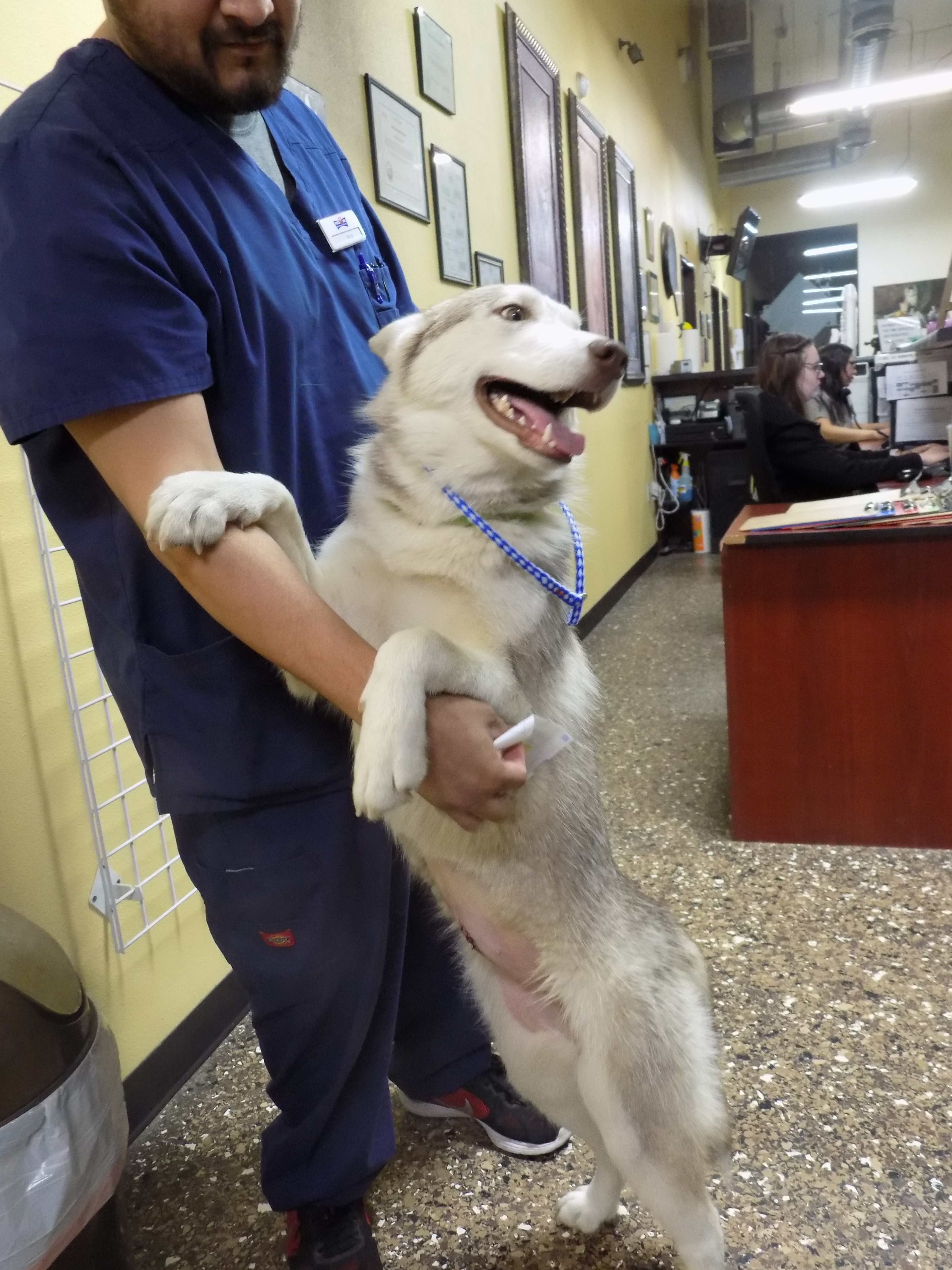 STAR, a Adoptable Siberian Husky in Valencia, CA image 1/10