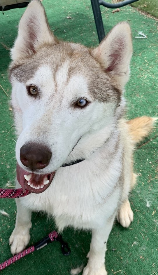 Young STAR, Young Female Siberian Husky