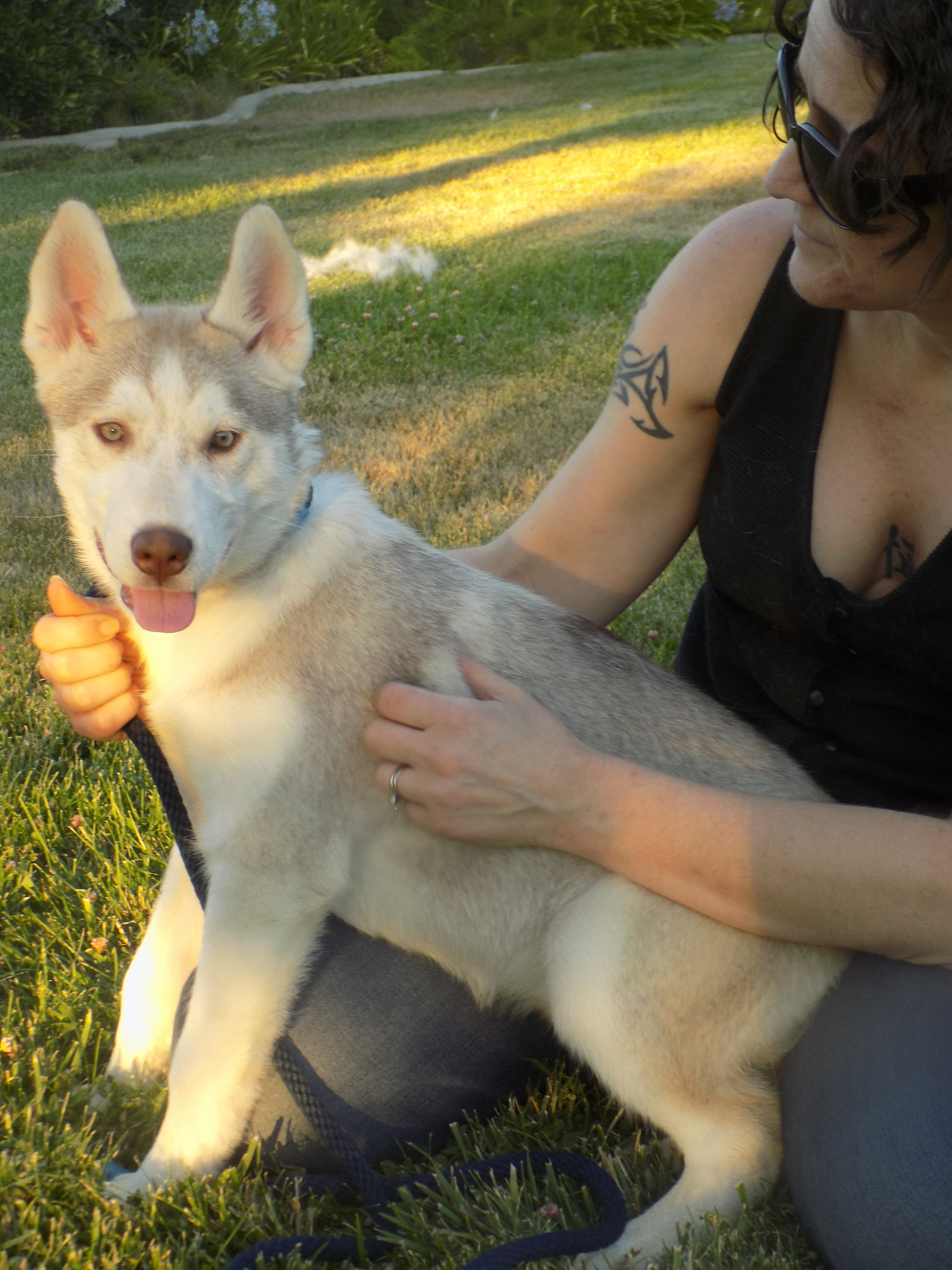 STAR, a Adoptable Siberian Husky in Valencia, CA image 4/10