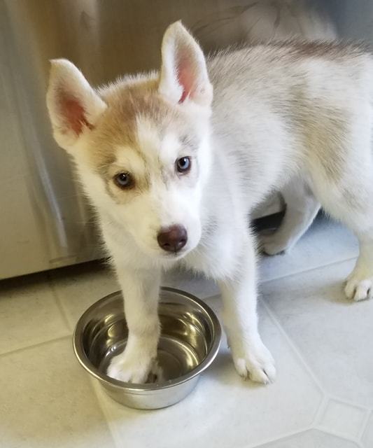 STAR, a Adoptable Siberian Husky in Valencia, CA image 5/10