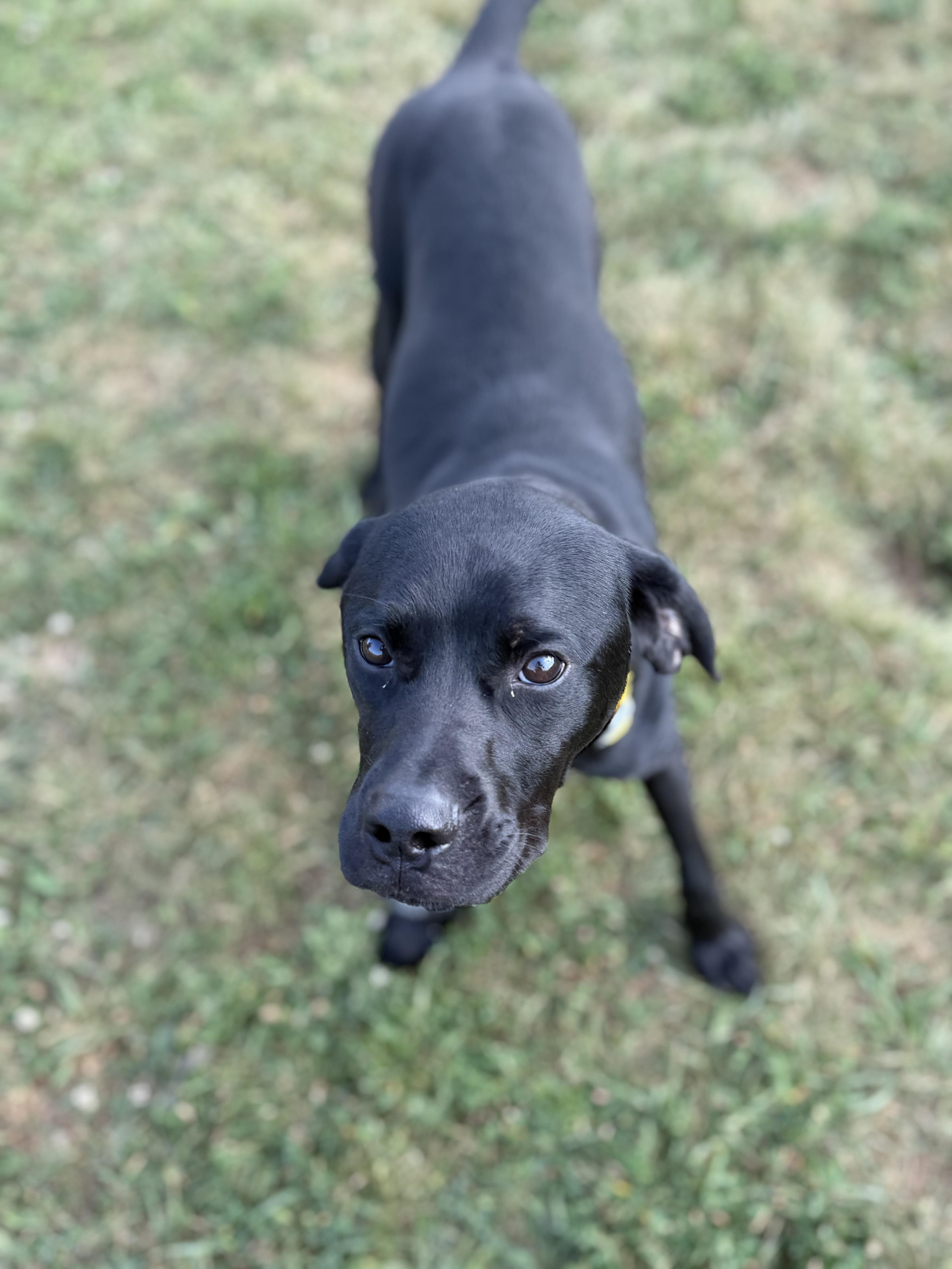 Trigger, adopted, Adult Male Labrador Retriever.