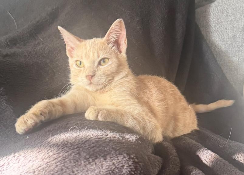 Enlarge Cheese, a Adoptable Domestic Short Hair in Lodi, CA image 4/6