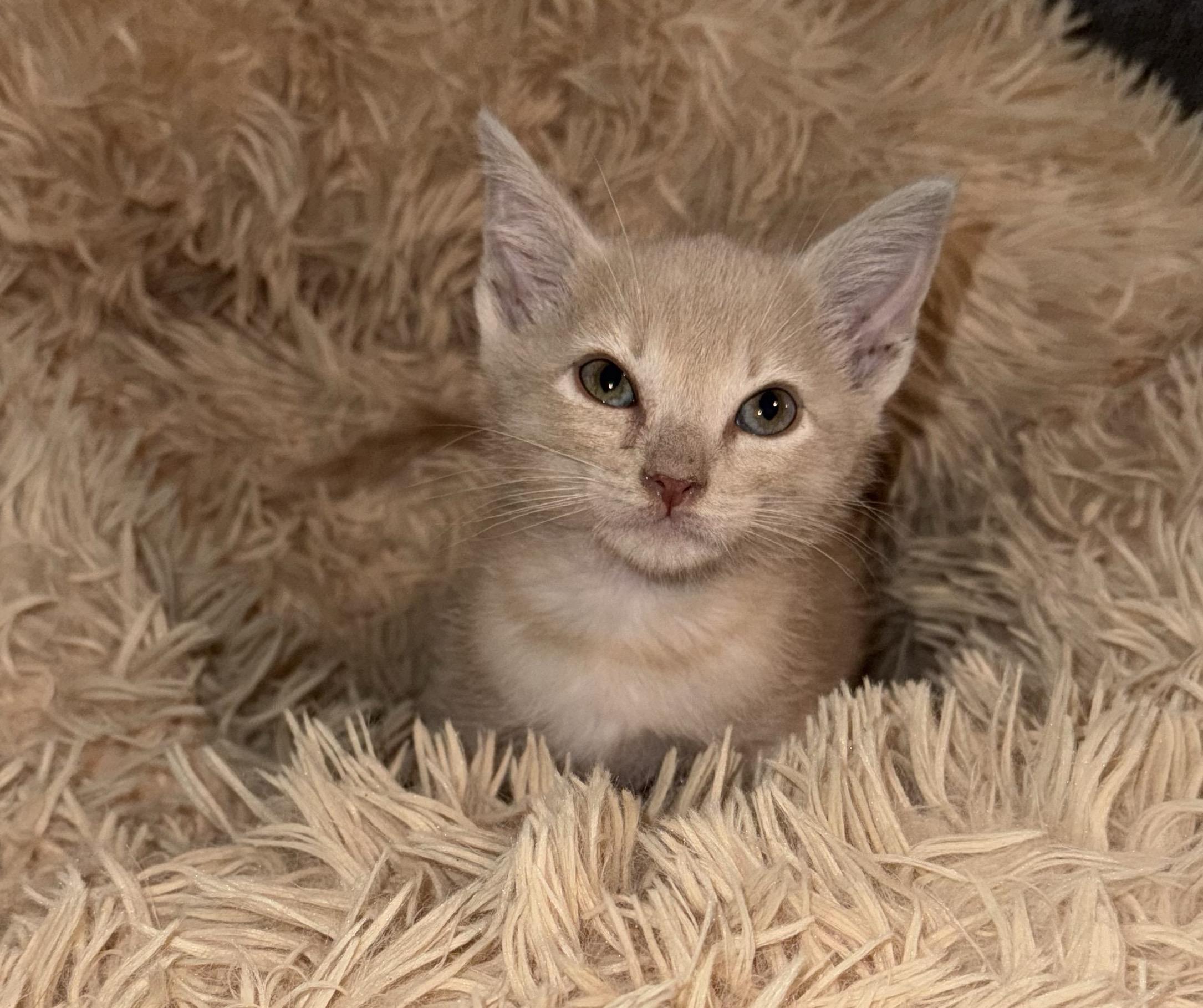 Enlarge Cheese, a Adoptable Domestic Short Hair in Lodi, CA image 5/6