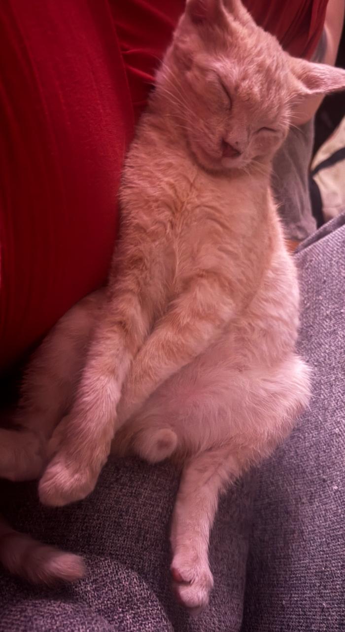 Enlarge Cheese, a Adoptable Domestic Short Hair in Lodi, CA image 3/6