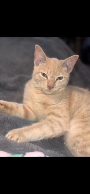Cheese, Adoptable, Kitten Male Domestic Short Hair.