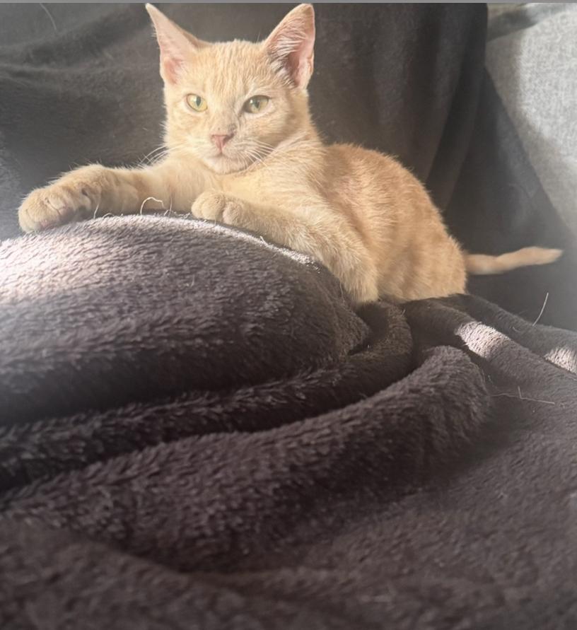 Enlarge Cheese, a Adoptable Domestic Short Hair in Lodi, CA image 2/6