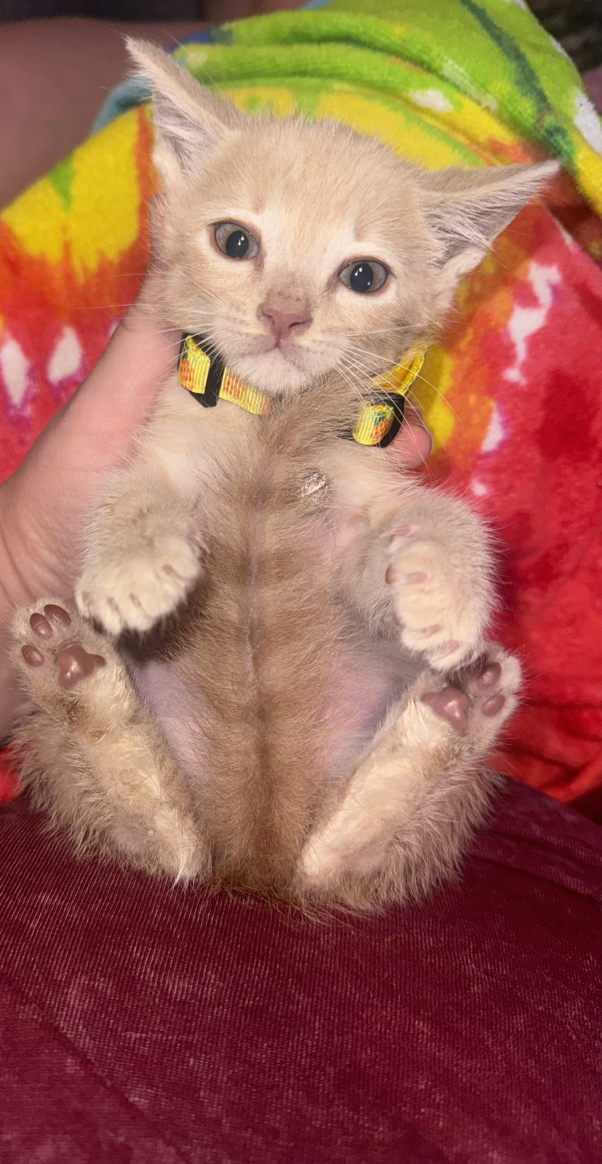 Enlarge Cheese, a Adoptable Domestic Short Hair in Lodi, CA image 6/6