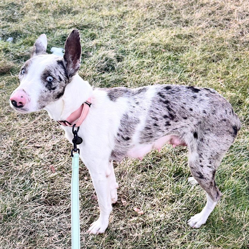 Lavender Blue, a Adoptable Mixed Breed in Fredericksburg, VA image 4/6