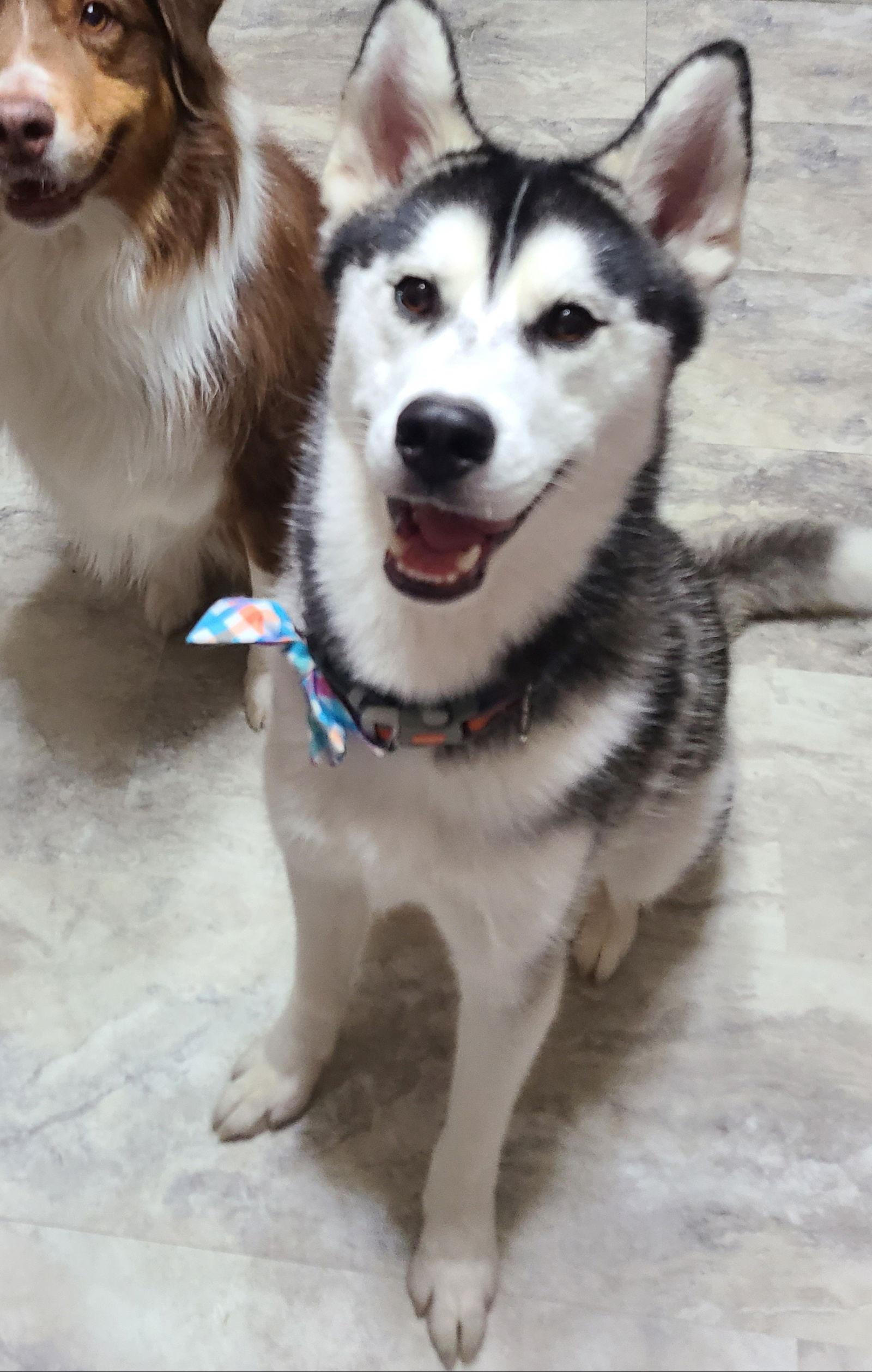 Tripp, Adoptable, Young Male Siberian Husky.