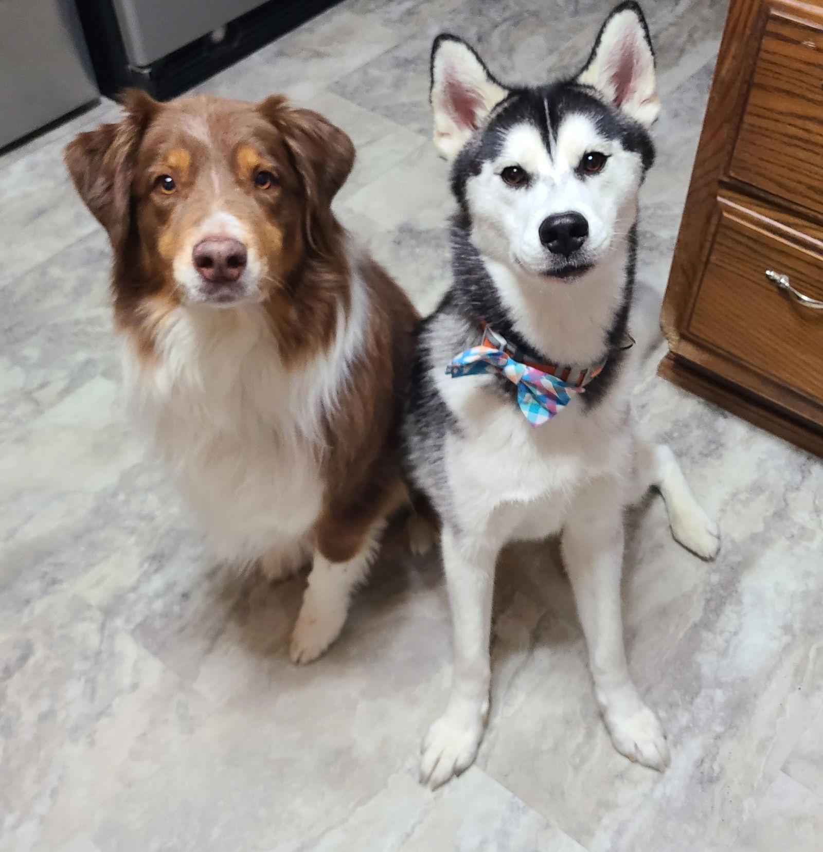 Enlarge Tripp, a Adoptable Siberian Husky in Columbus, IN image 2/4