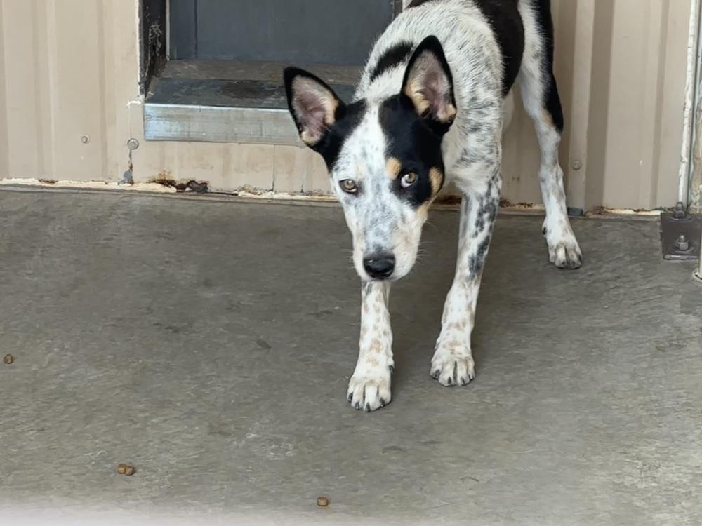 Rodney, Adoptable, Young Male Australian Cattle Dog / Blue Heeler.