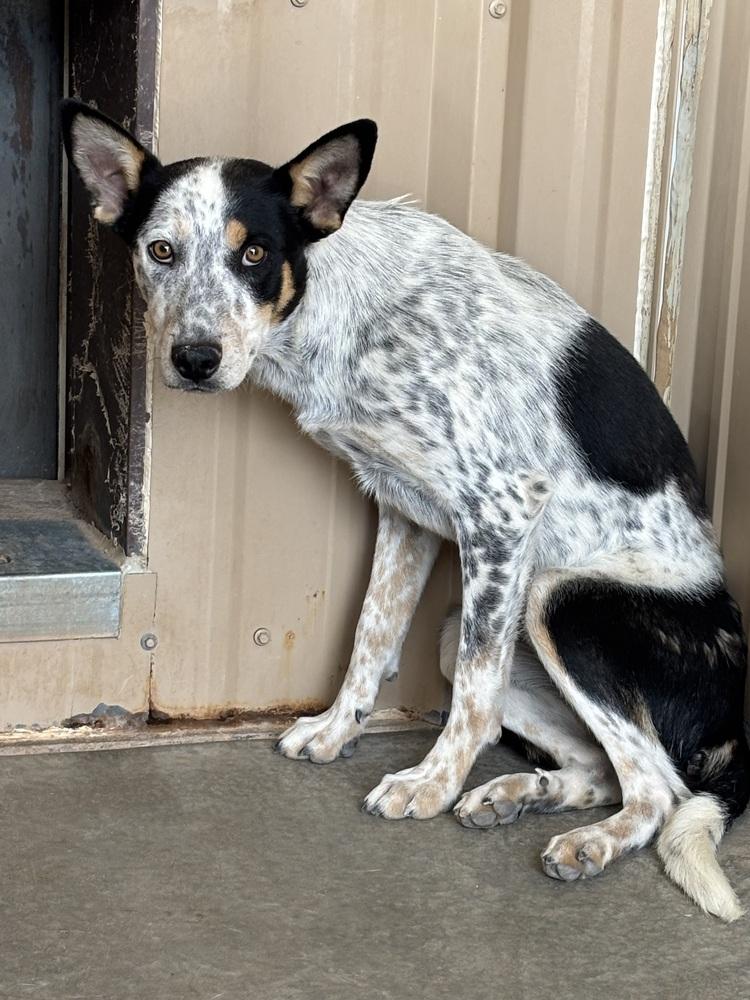 Rodney, a Adoptable mixed breed in Mountainair, NM image 2/3