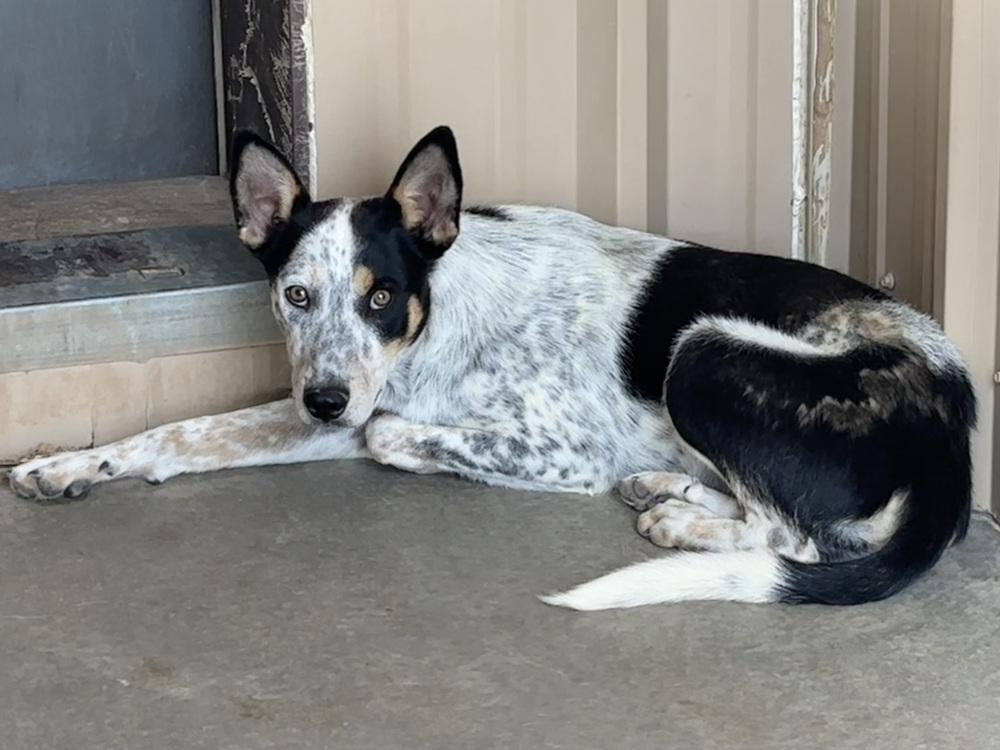 Rodney, a Adoptable mixed breed in Mountainair, NM image 3/3
