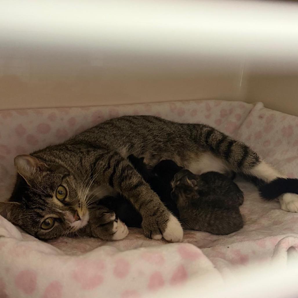 Broadway, Adoptable, Adult Female Domestic Short Hair.