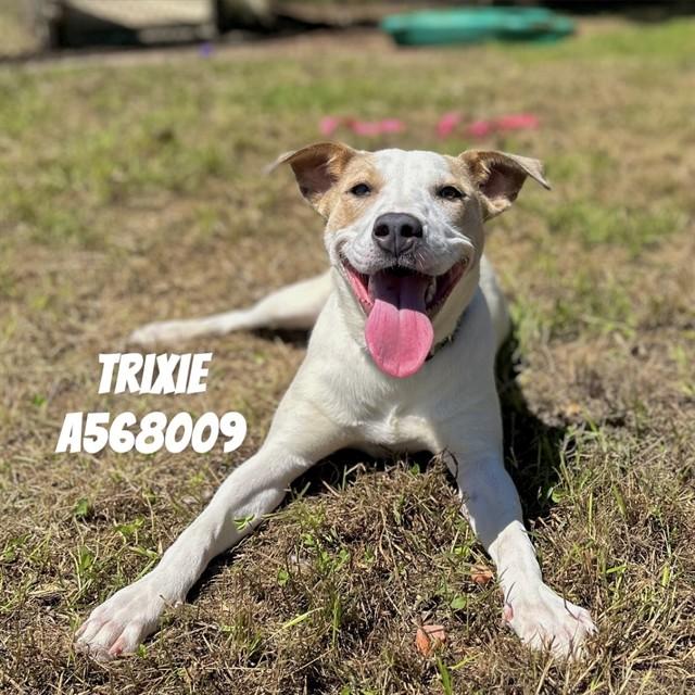 Enlarge TRIXIE, a Adoptable mixed breed in Huntsville, AL image 1/1