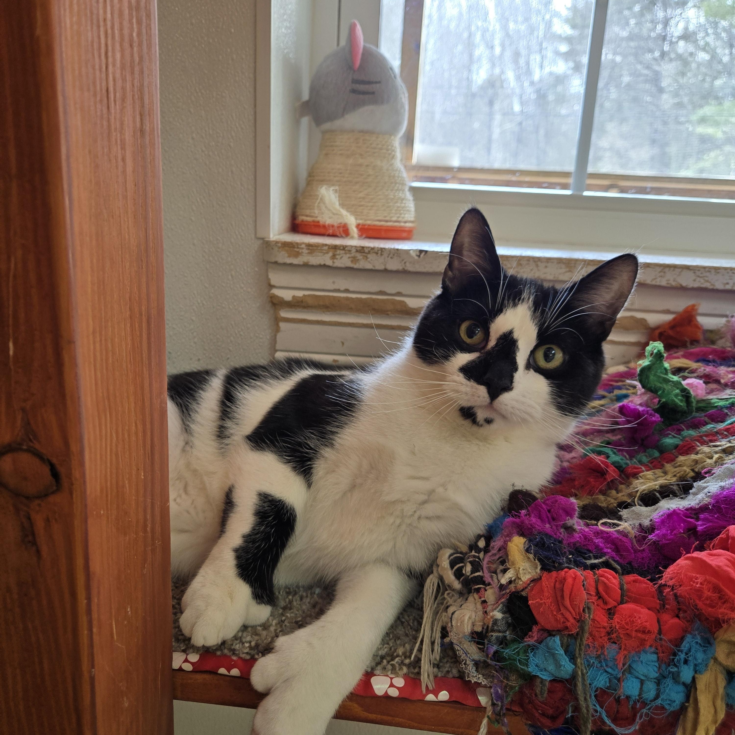 Ranger, Adoptable, Young Male Domestic Short Hair.