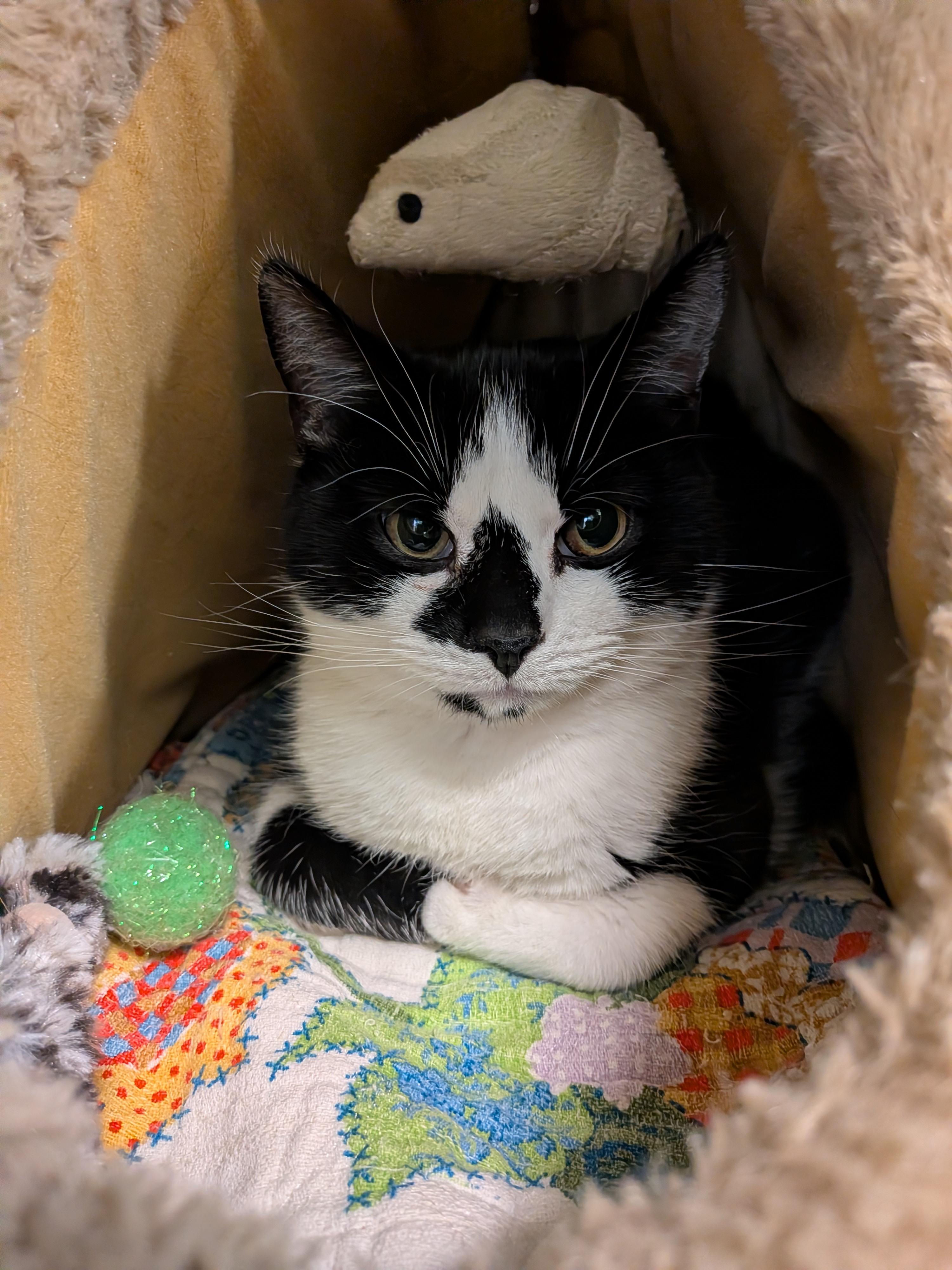 Enlarge Ranger, a Adoptable Domestic Short Hair in Paris, ME image 1/1