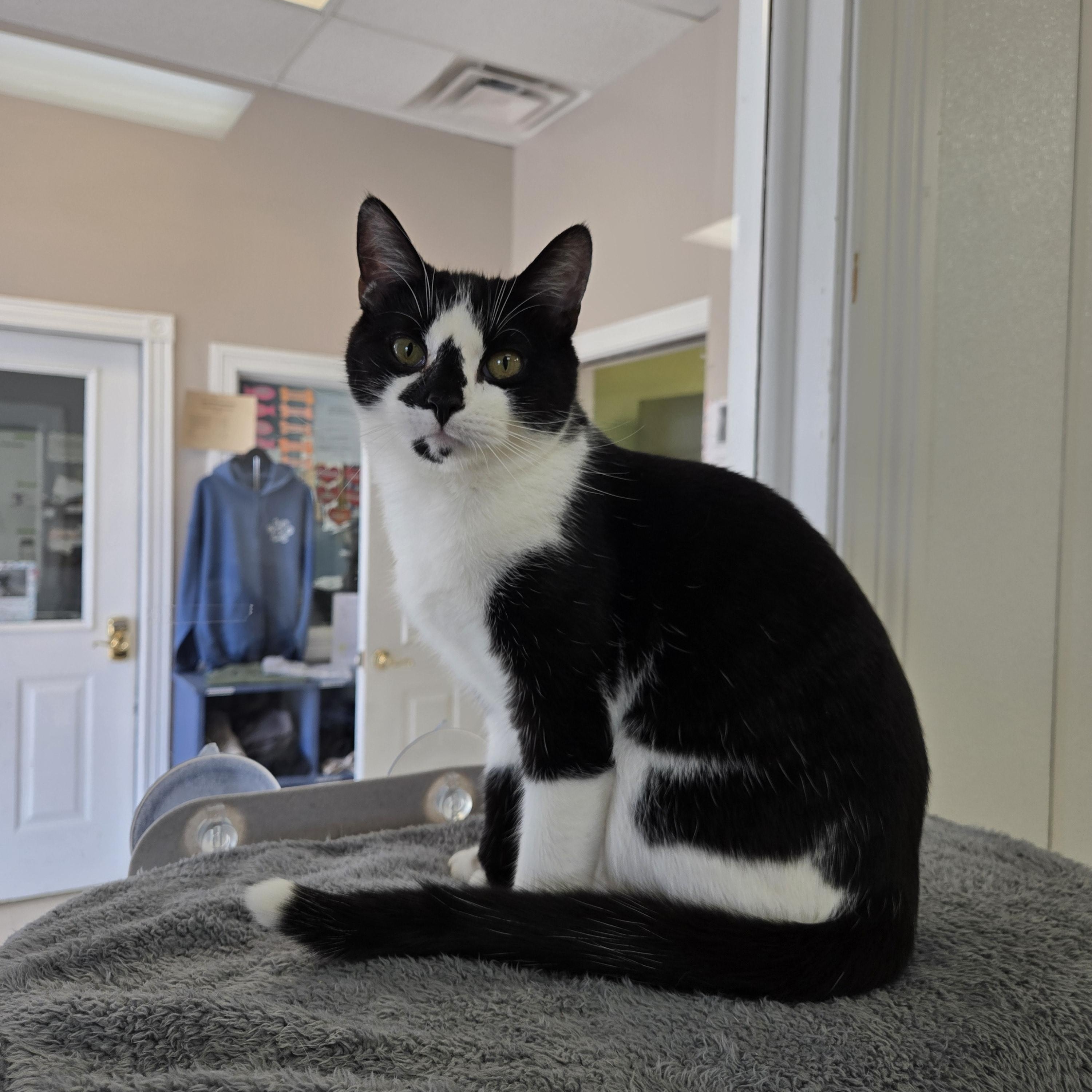 Enlarge Ranger, a Adoptable Domestic Short Hair in Paris, ME image 4/4