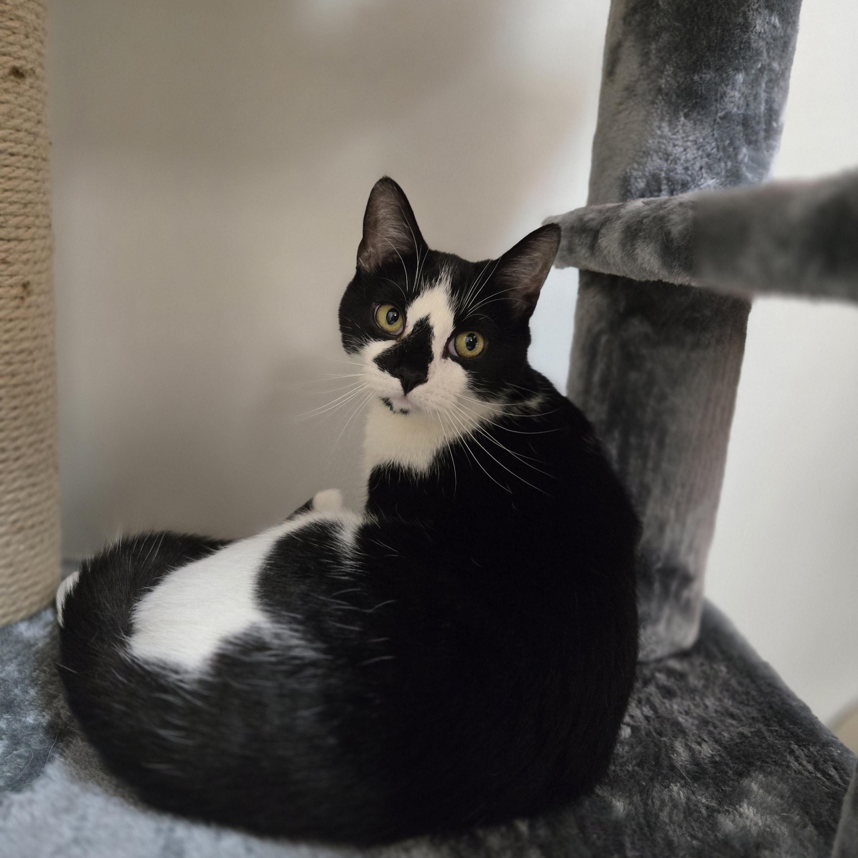 Enlarge Ranger, a Adoptable Domestic Short Hair in Paris, ME image 3/4